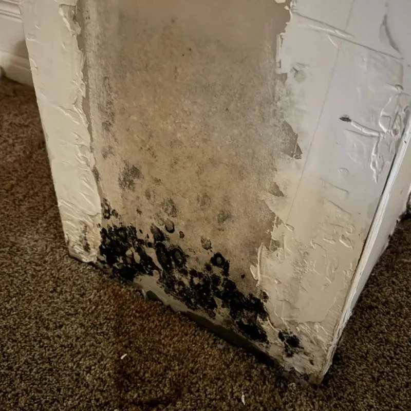 Professional Mold Removal in Brodheadsville, PA